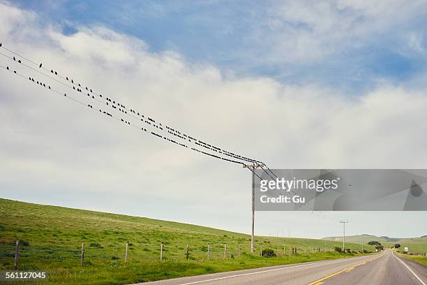 view of highway 1 and large group of birds perched on telegraph wires, big sur, california, usa - big bird stockfoto's en -beelden