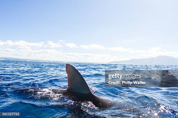 sharks swimming, fin out of water, hawaii - shark fin stock-fotos und bilder