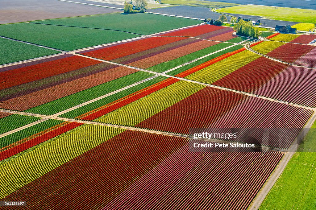 Aerial view of colorful tulip fields and paths