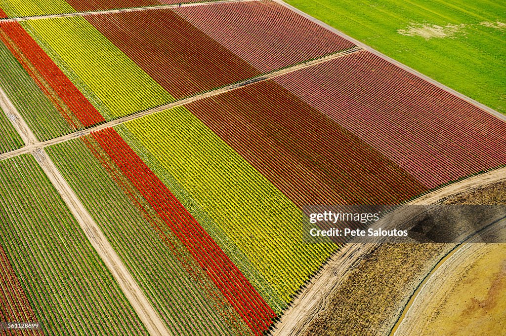 Aerial view of tulip fields and paths