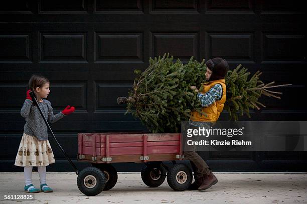 girl and boy loading cart with christmas tree - southern christmas 個照片及圖片檔