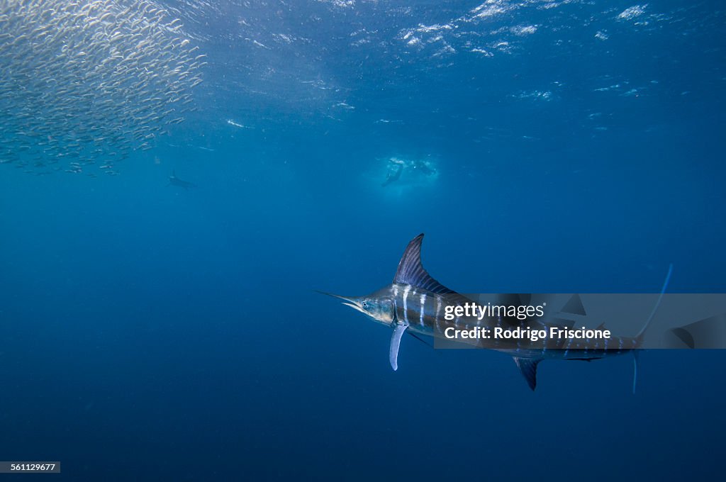 Striped marlin (Kajikia audax) in the south pacific side of Baja California peninsula, Mexico, to chasing sardine migration