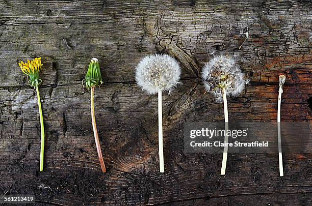 the life cycle (stages) of a dandelion weed/plant - ciclo de vida imagens e fotografias de stock