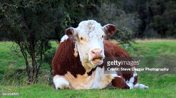 talking cow - new zealand cow stock pictures, royalty-free photos & images