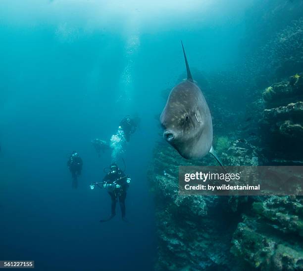 big lips - animals with big lips stockfoto's en -beelden