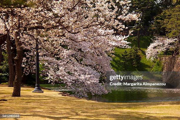 cherry tree over a lake - ueno tokio stockfoto's en -beelden