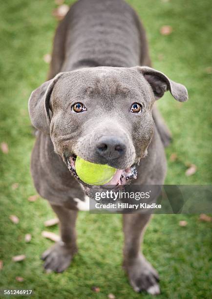 pit bull holding tennis ball - pit bull terrier stock pictures, royalty-free photos & images