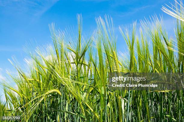 wheat growing in a field - newbury england stock pictures, royalty-free photos & images