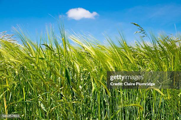 wheat growing in a field - low angle view of wheat growing on field against sky fotografías e imágenes de stock