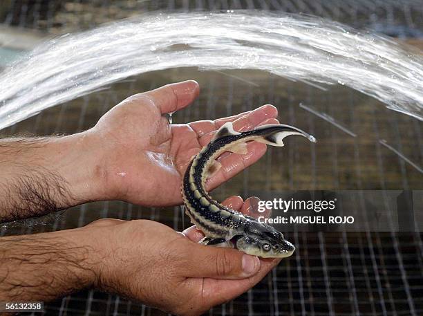 Tiny specimen of Russian Sturgeon is shown 09 November, 2005 at the Black River Sturgeons fishery, on the Black River, 285 km north of Montevideo,...