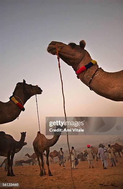 Camels are shown as traders from India look at the vast offerings as sun falls at the largest camel fair in the world November 10, 2005 in Pushkar,...