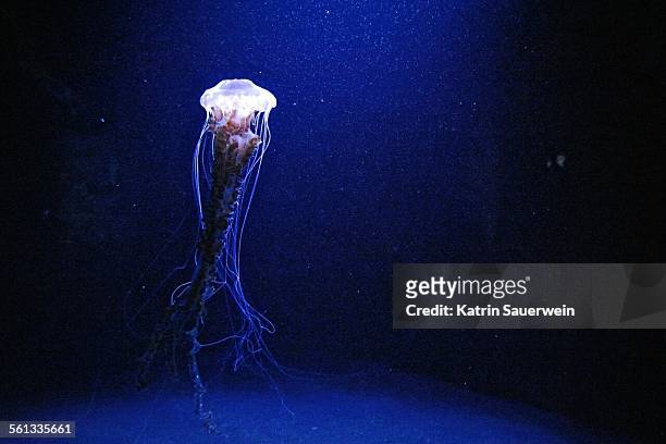 jellyfish swimming in sea - einzelnes tier stock-fotos und bilder