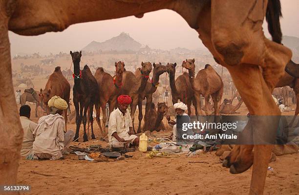Camel traders from India look at the vast offerings during the largest camel fair in the world November 10, 2005 in Pushkar, India in the state of...