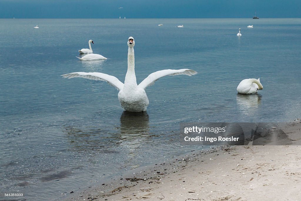 Swans on Baltic Sea beach