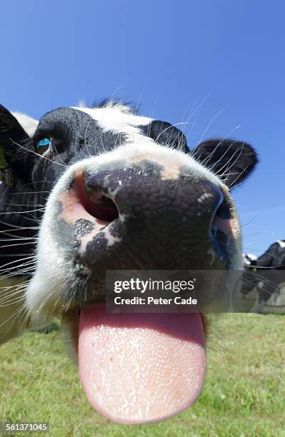cow close up . tongue sticking out. - langue-des-animaux photos et images de collection
