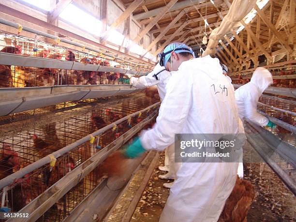 In this handout photo released by Ibaraki Prefecture, workers gather live chickens for a mass cull at a farm where the bird flu virus has been found...