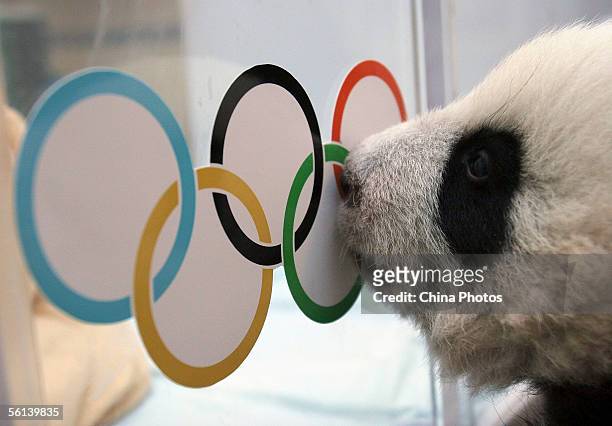 Giant panda cub kisses the five-ring Olympic symbol in an incubator at the China Giant Panda Protection and Research Center in Wolong Nature Reserve...