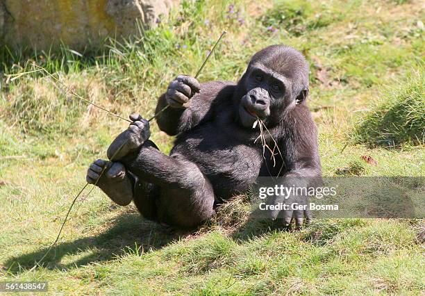 laidback gorilla - laying on back stock pictures, royalty-free photos & images
