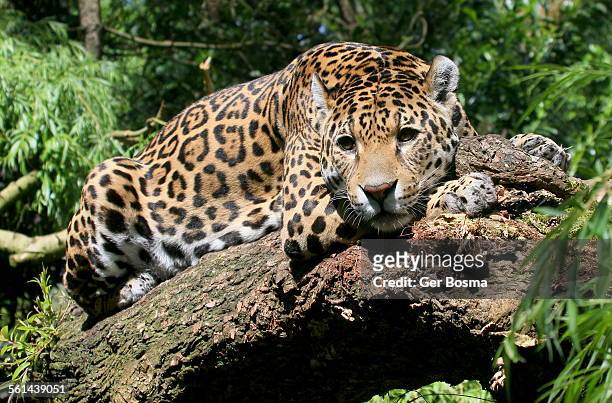 watchful jaguar eyes - emmen netherlands stock pictures, royalty-free photos & images
