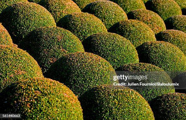 topiaire de buis - topiary 個照片及圖片檔