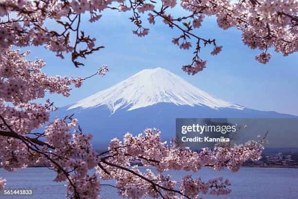 mount fuji with sakura - mount fuji stock pictures, royalty-free photos & images