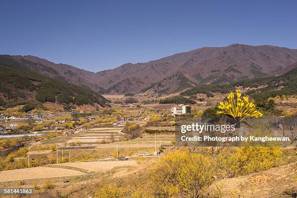 sansuyu village - jeollanam do stock pictures, royalty-free photos & images