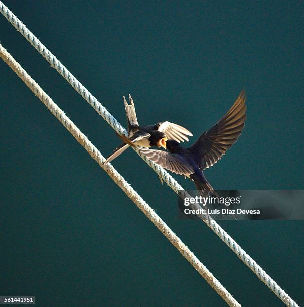 swallows feeding their chicks - sea bird stock pictures, royalty-free photos & images