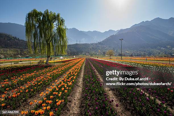 tulip garden in srinagar : kashmir : india - srinagar stock pictures, royalty-free photos & images