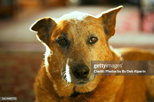 red heeler - australian cattle dog stock pictures, royalty-free photos & images