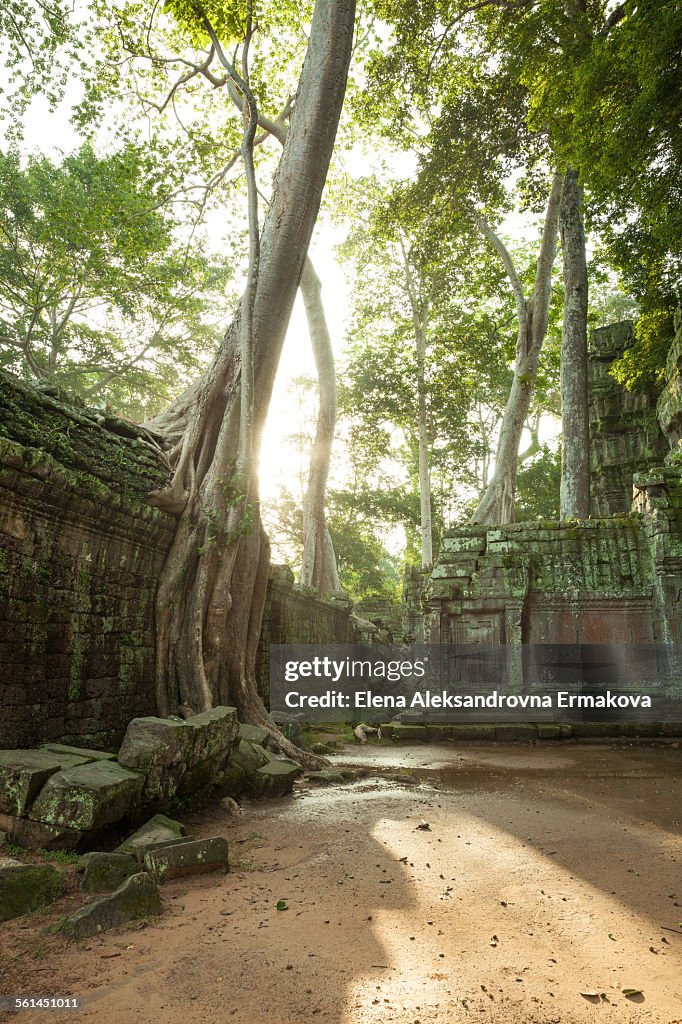 The ruins of Ta Prom Temple, Cambodia