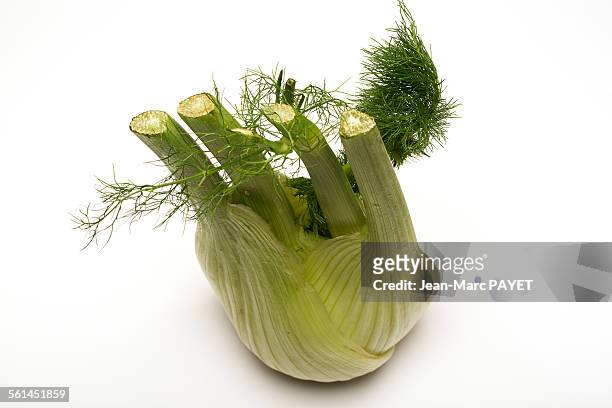 fresh, organic fennel on a white background - jean marc payet stock-fotos und bilder