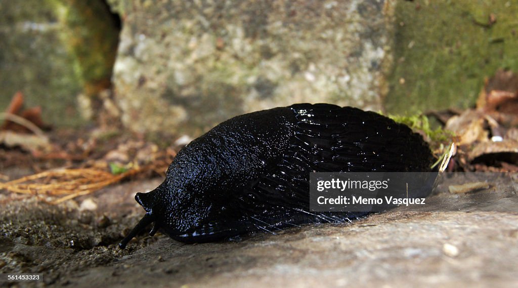 Black slug