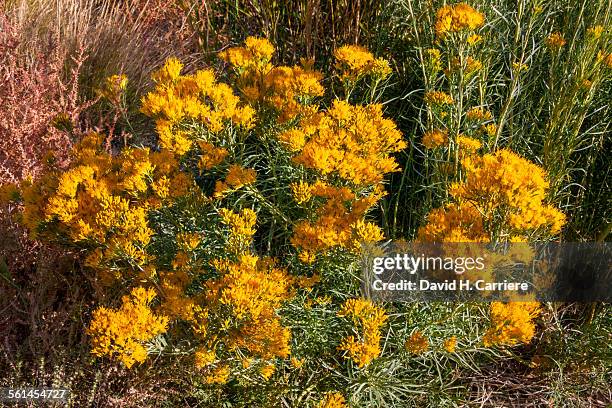 capitol reef national park, utah - rabbit brush stock pictures, royalty-free photos & images