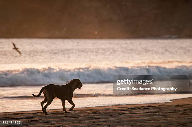 beach dog - san juan del sur bildbanksfoton och bilder