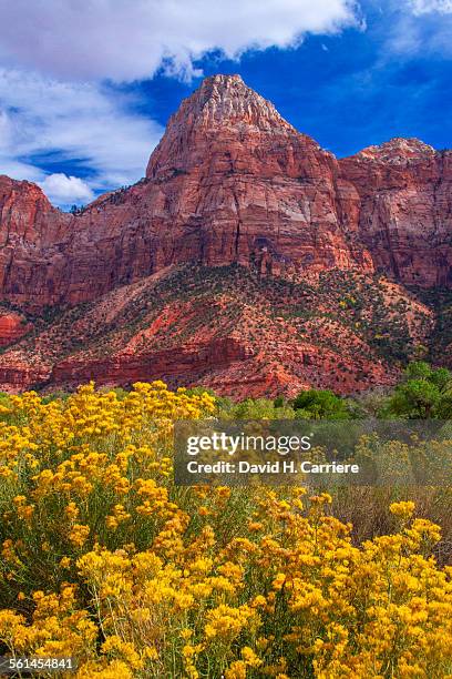 zion national park, utah - rabbit brush stock pictures, royalty-free photos & images