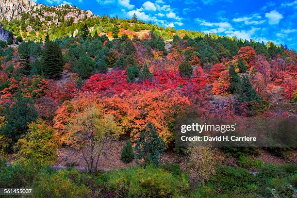 vine maple trees, utah - logan stock-fotos und bilder