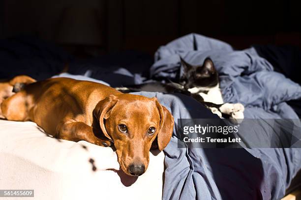 dog and cat on bed - feline imagens e fotografias de stock