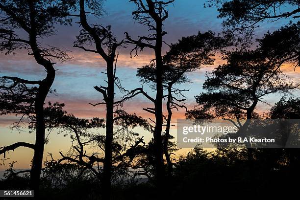 scots pine silhouetted against sunset - leek stock pictures, royalty-free photos & images