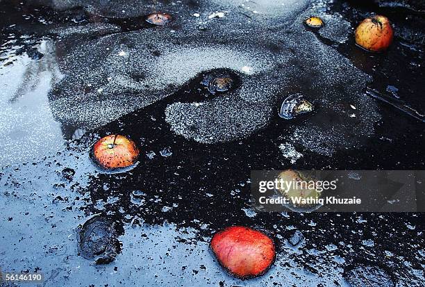 Apples float in the debris folowing a car bomb explosion on November 12, 2005 in Baghdad, Iraq. The bomb exploded near a market in south-eastern...