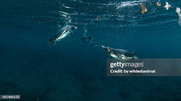 penguin meeting - galapagos penguin fotografías e imágenes de stock