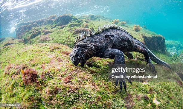 feeding on algae - marine iguana fotografías e imágenes de stock