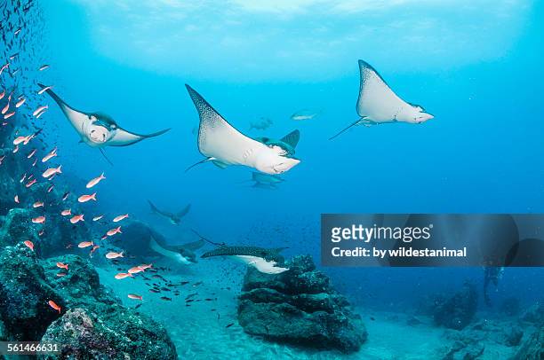 eagle rays coming through - spotted fish stock pictures, royalty-free photos & images