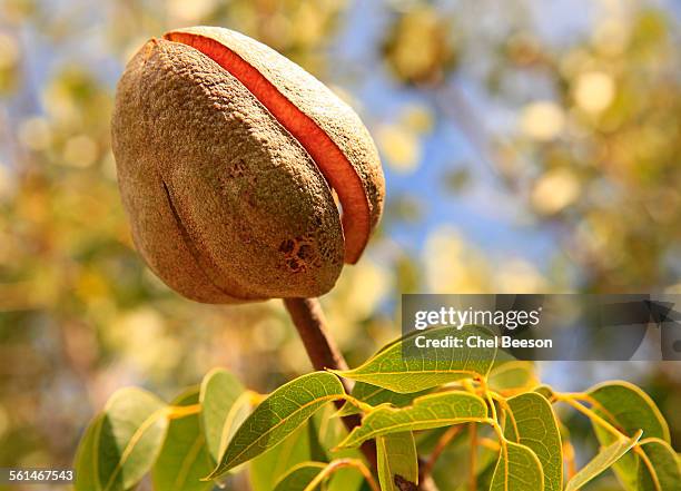 Ifm Tree 176 Mahogany Leaves Stock Photos, High-Res Pictures, and Images - Getty ...