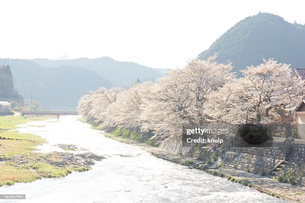 Blooming river