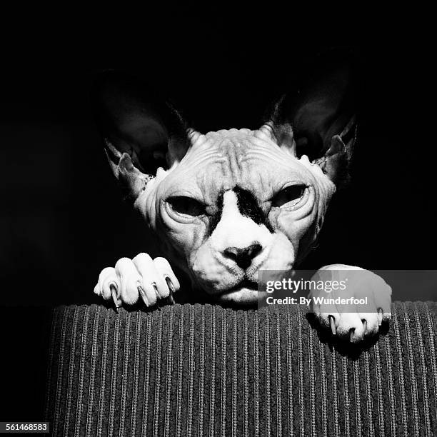 Claws Black And White Photos and Premium High Res Pictures - Getty Images