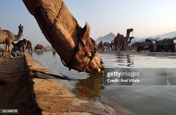 Camel traders from India look at the vast offerings as the sun rises at the largest camel fair in the world November 12, 2005 in Pushkar, India in...