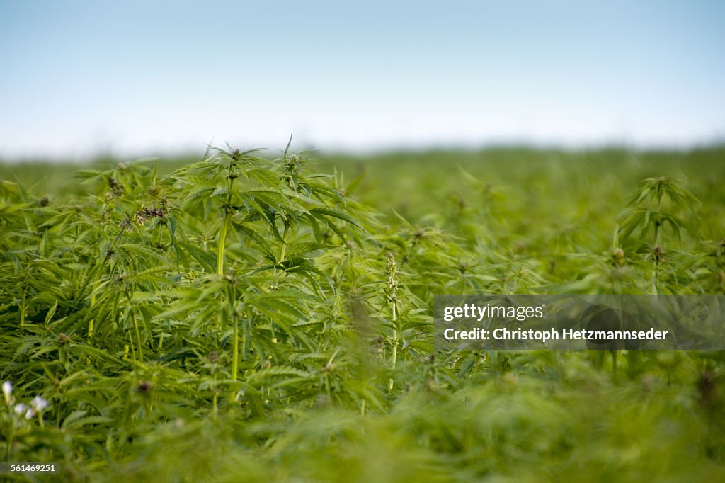 Cannabis field