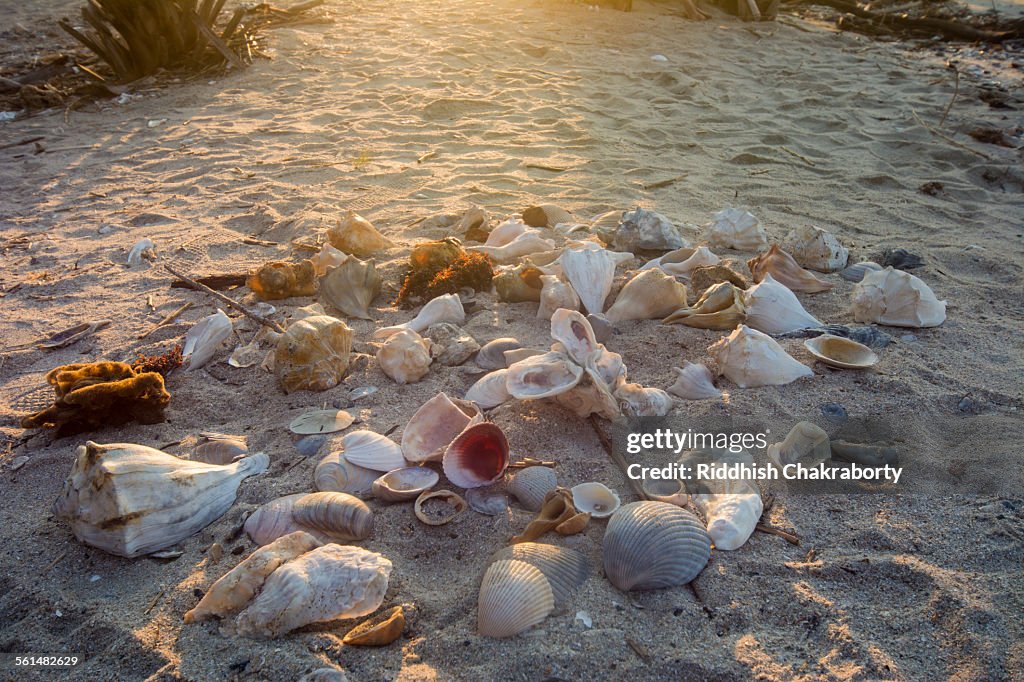 Seashell Spring Seashell High-Res Stock Photo - Getty Images