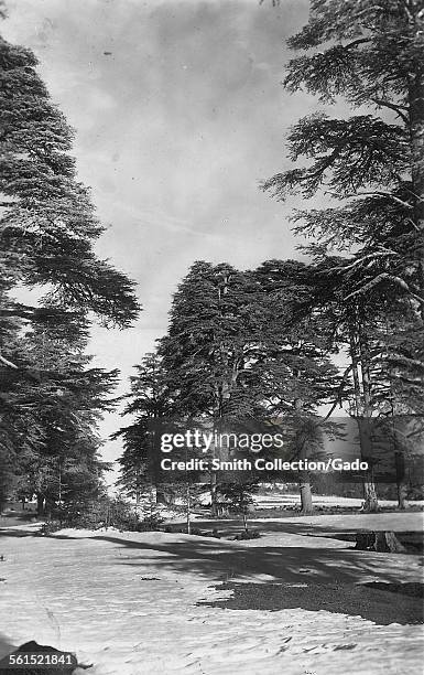 Woodland of cedar trees in snow in the Azrou forest, Meknes, Morocco, 1950.
