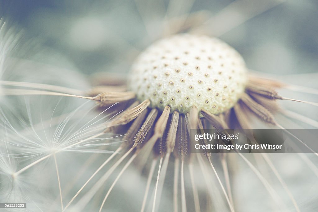 Dandelion